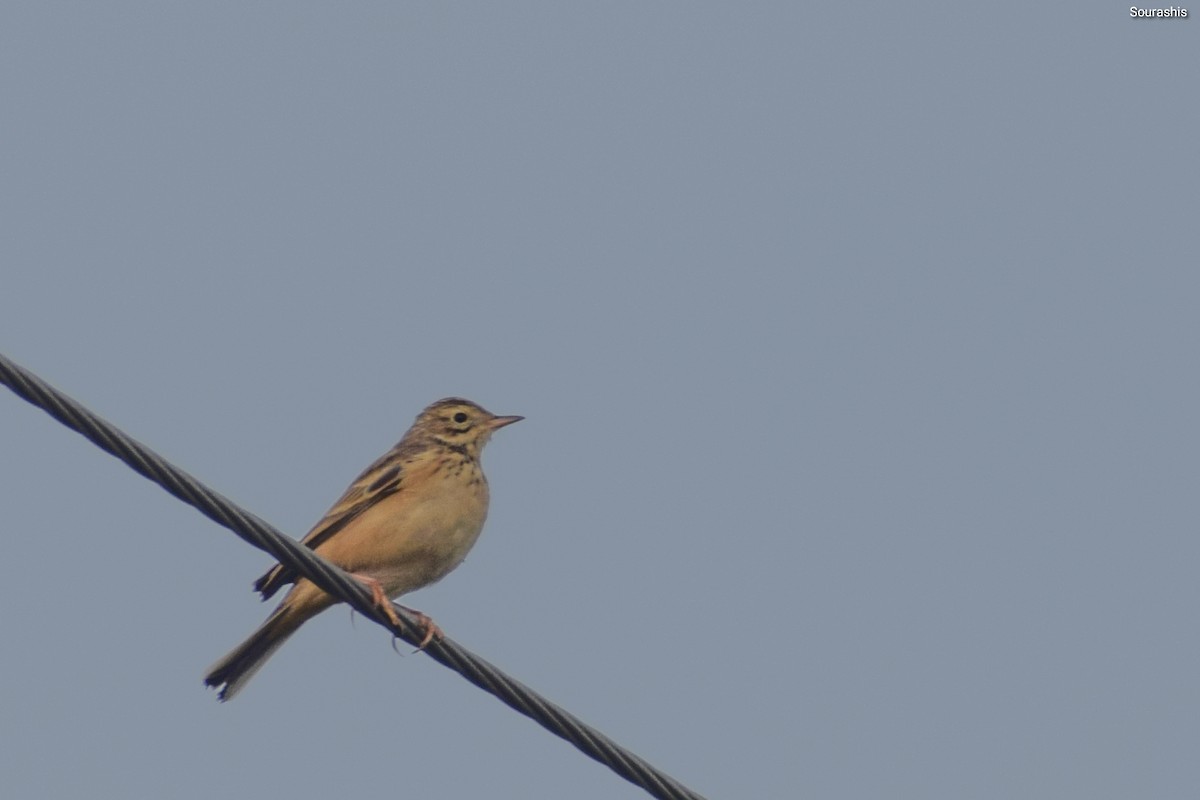 Blyth's Pipit - ML488584101