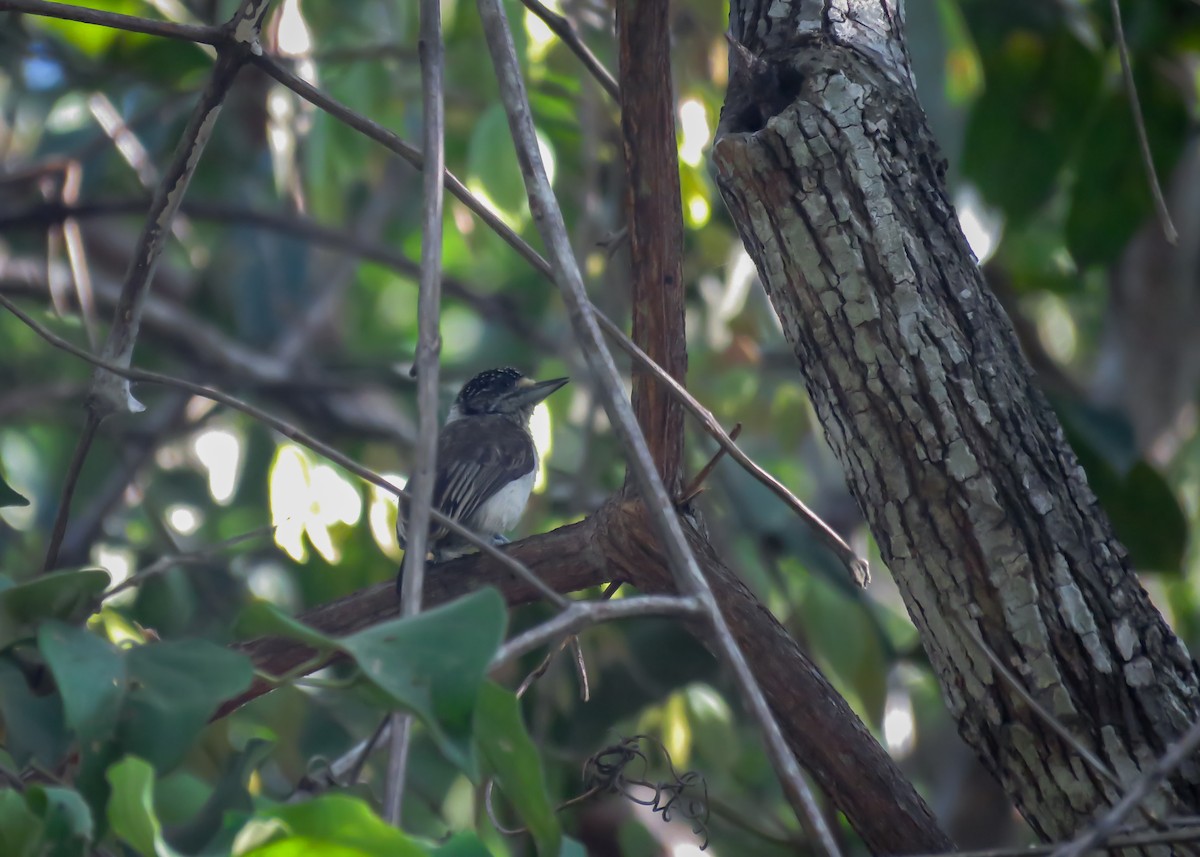 White-bellied Piculet (White-bellied) - ML488584481