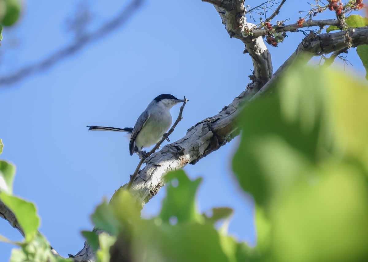 Tropical Gnatcatcher (innotata) - ML488584521