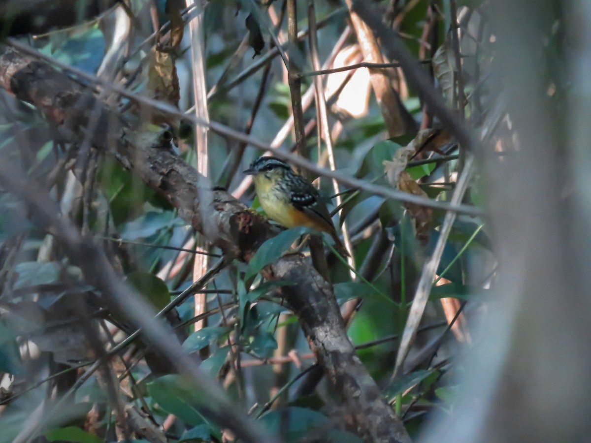 Imeri Warbling-Antbird - ML488584771