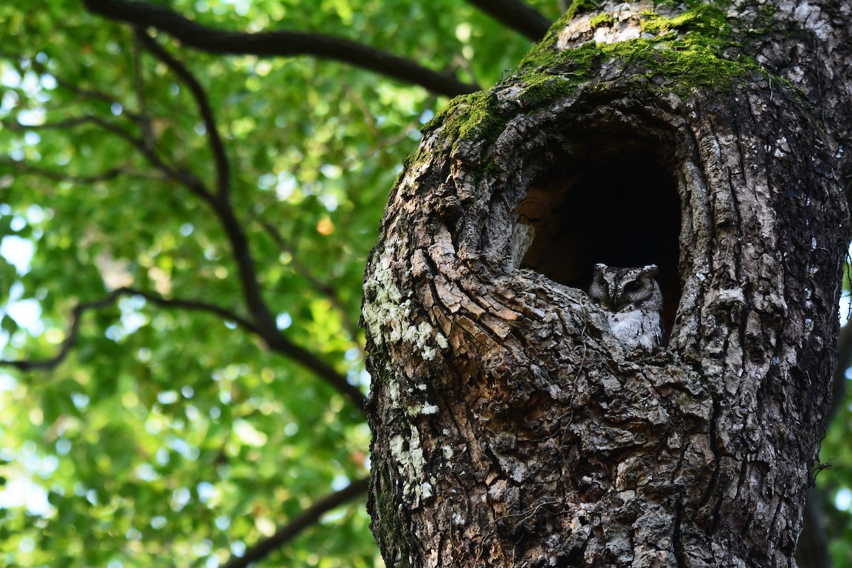 Collared Scops-Owl - ML488585441