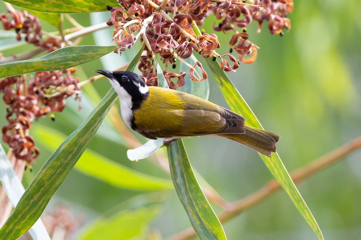 White-throated Honeyeater - Dana Cameron