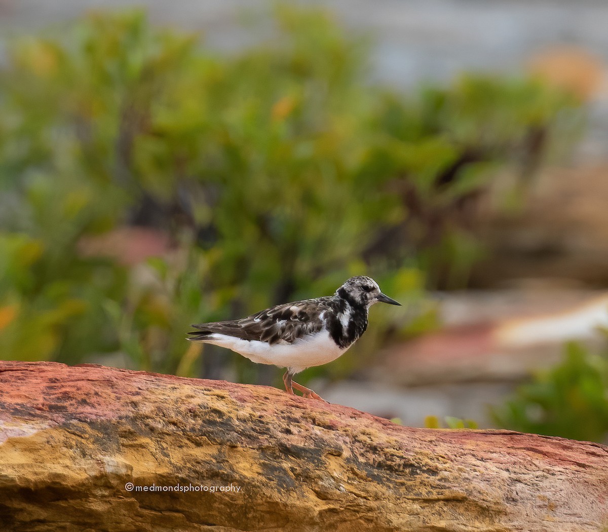 Ruddy Turnstone - ML488586211