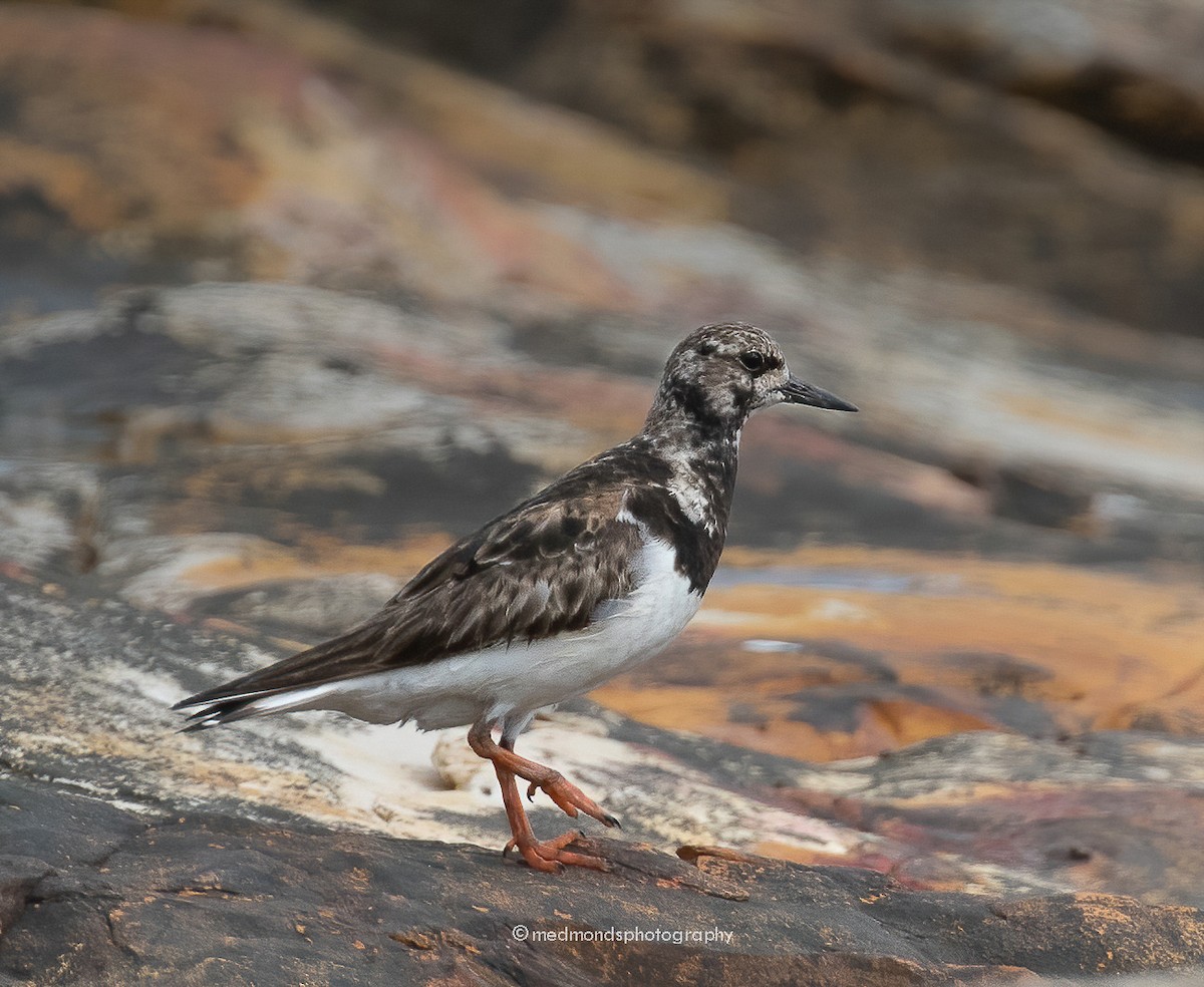 Ruddy Turnstone - ML488586221