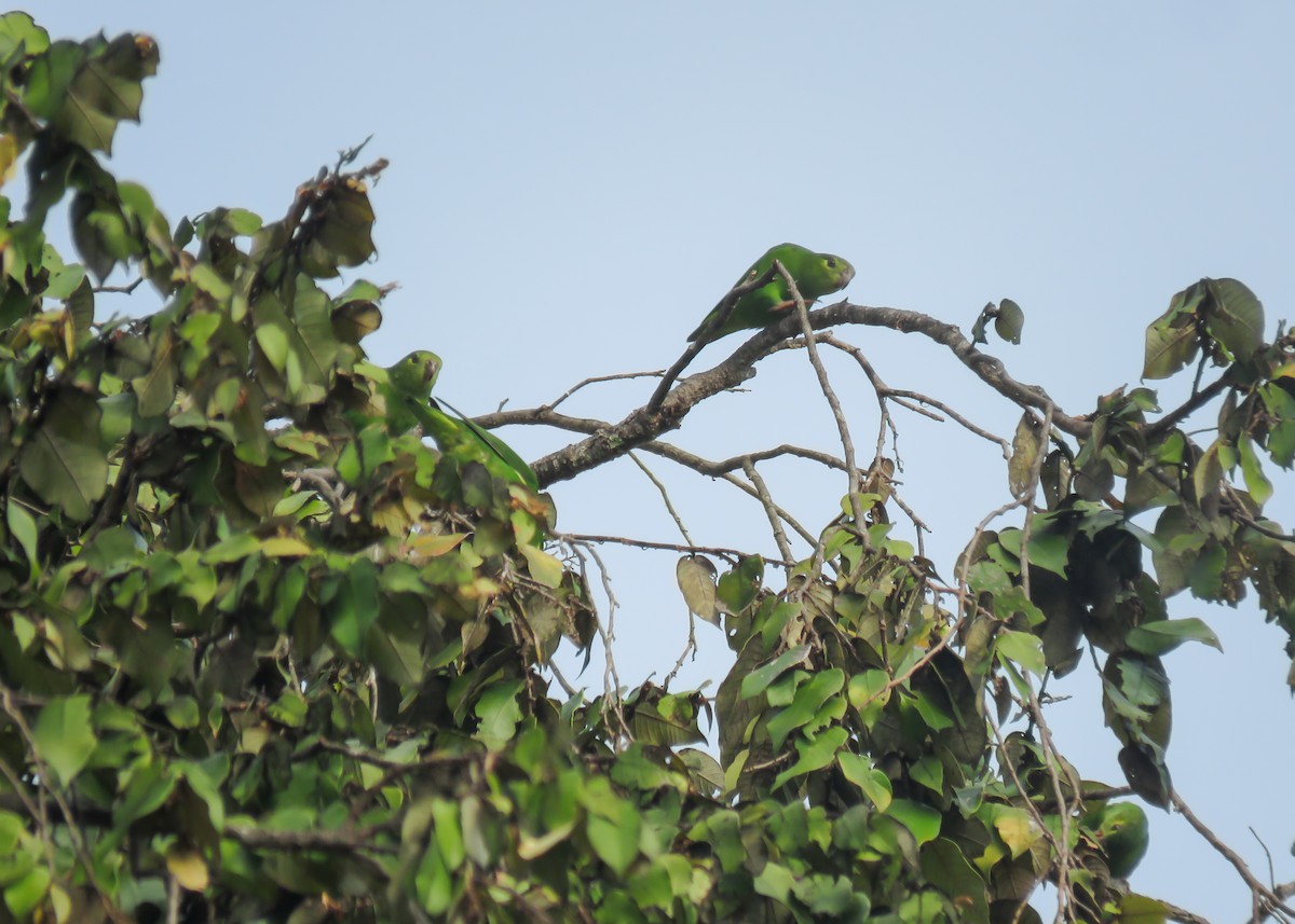 Tepui Parrotlet - ML488586421