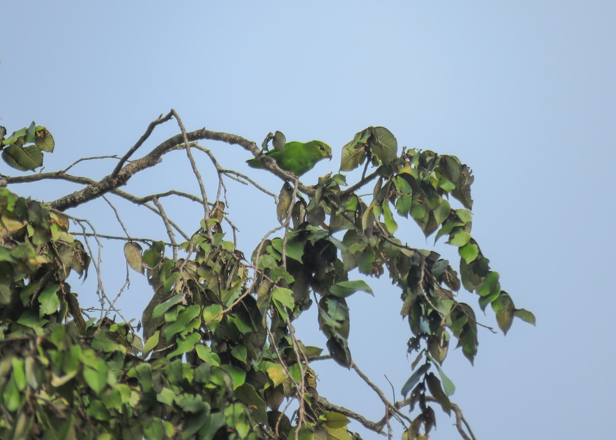 Tepui Parrotlet - ML488586431