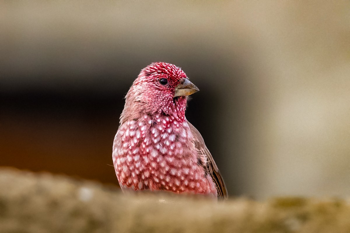 Great Rosefinch - Vivek Saggar