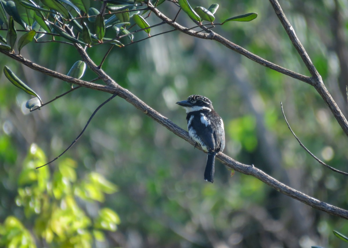 Pied Puffbird (Greater) - Arthur Gomes