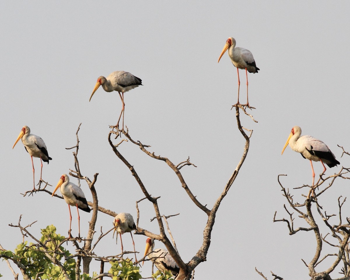 Yellow-billed Stork - Sam Shaw