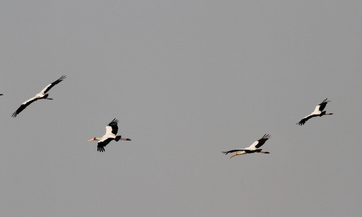 Yellow-billed Stork - ML488588041