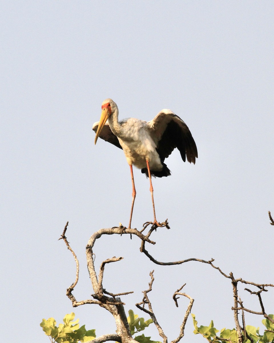 Yellow-billed Stork - Sam Shaw