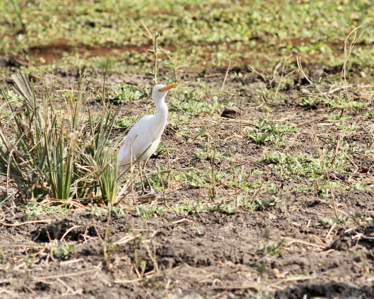 Western Cattle Egret - Sam Shaw