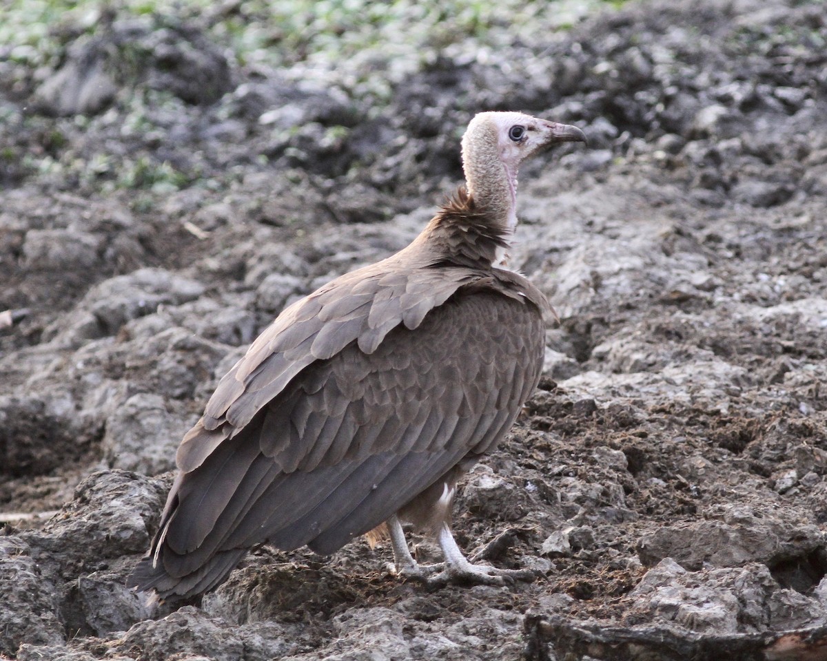 Hooded Vulture - ML488588221