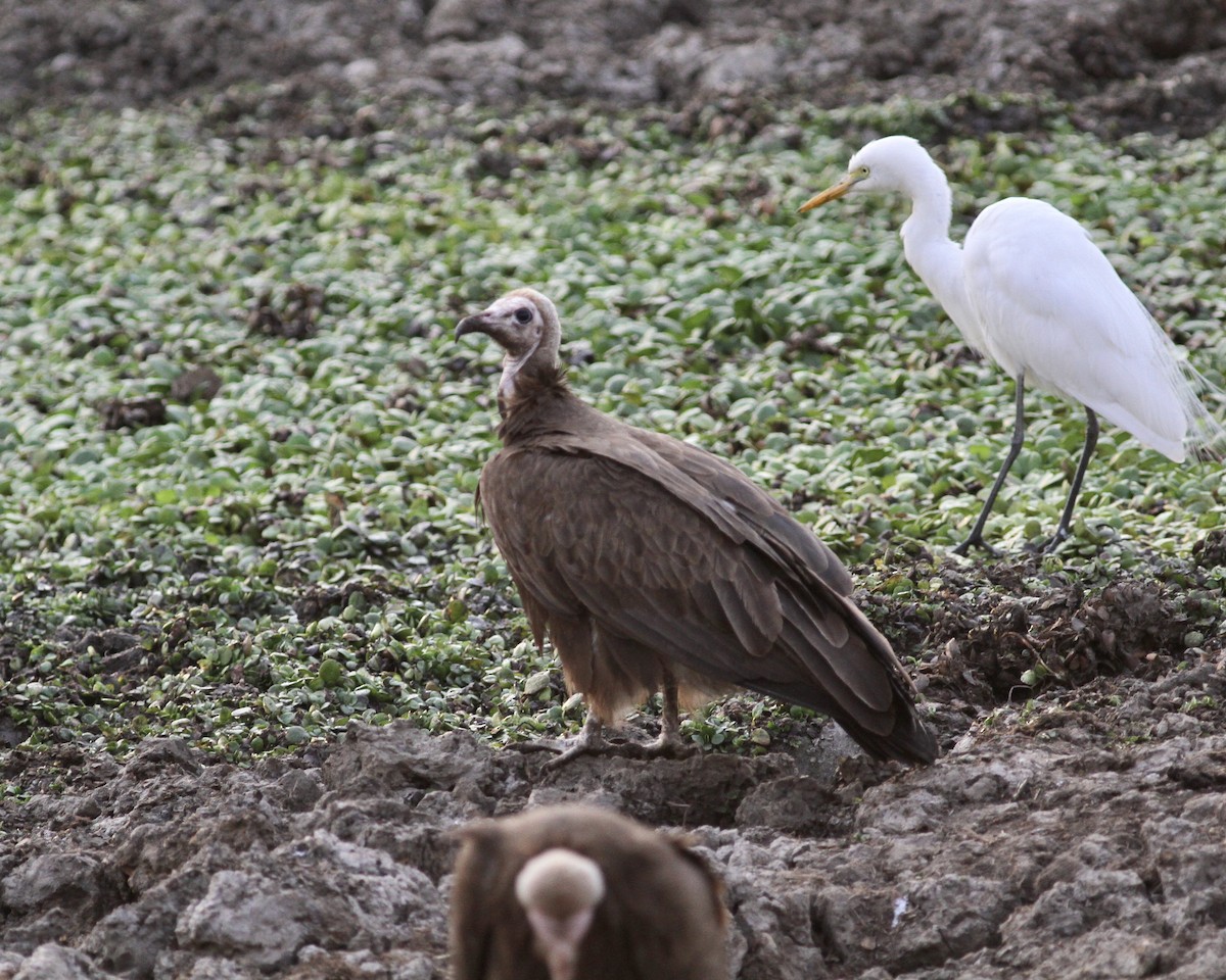 Hooded Vulture - ML488588231