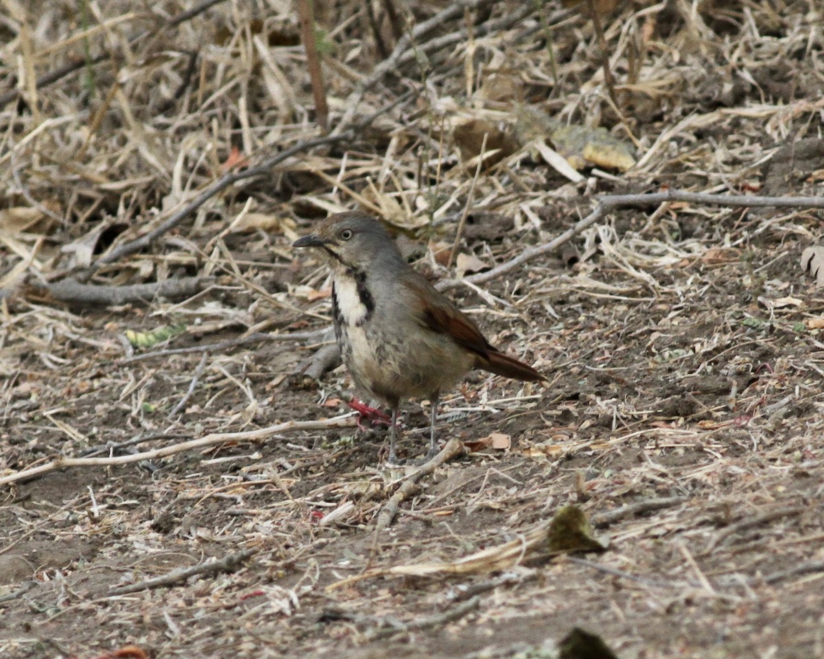 Collared Palm-Thrush - ML488588381