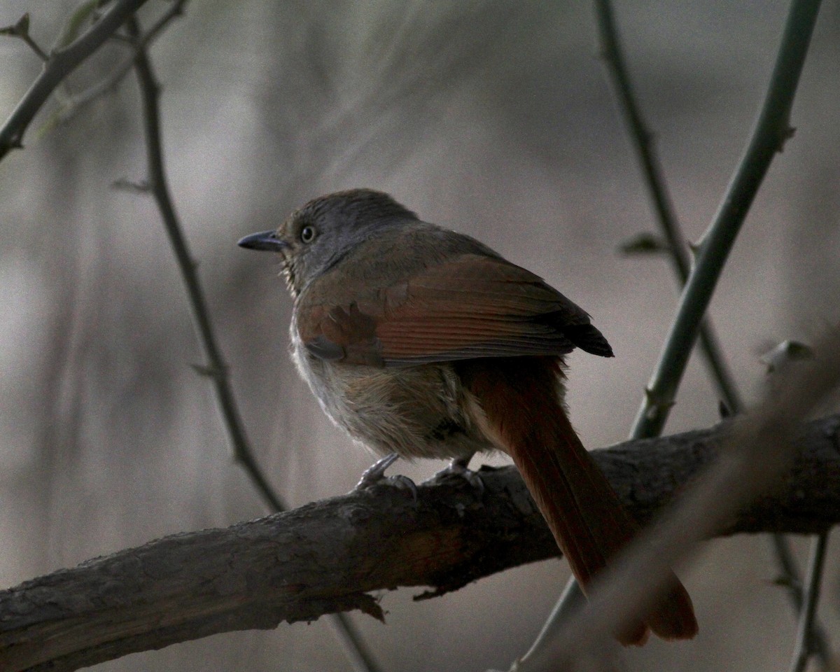 Collared Palm-Thrush - ML488588411