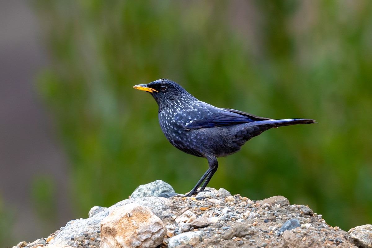 Blue Whistling-Thrush - ML488588571