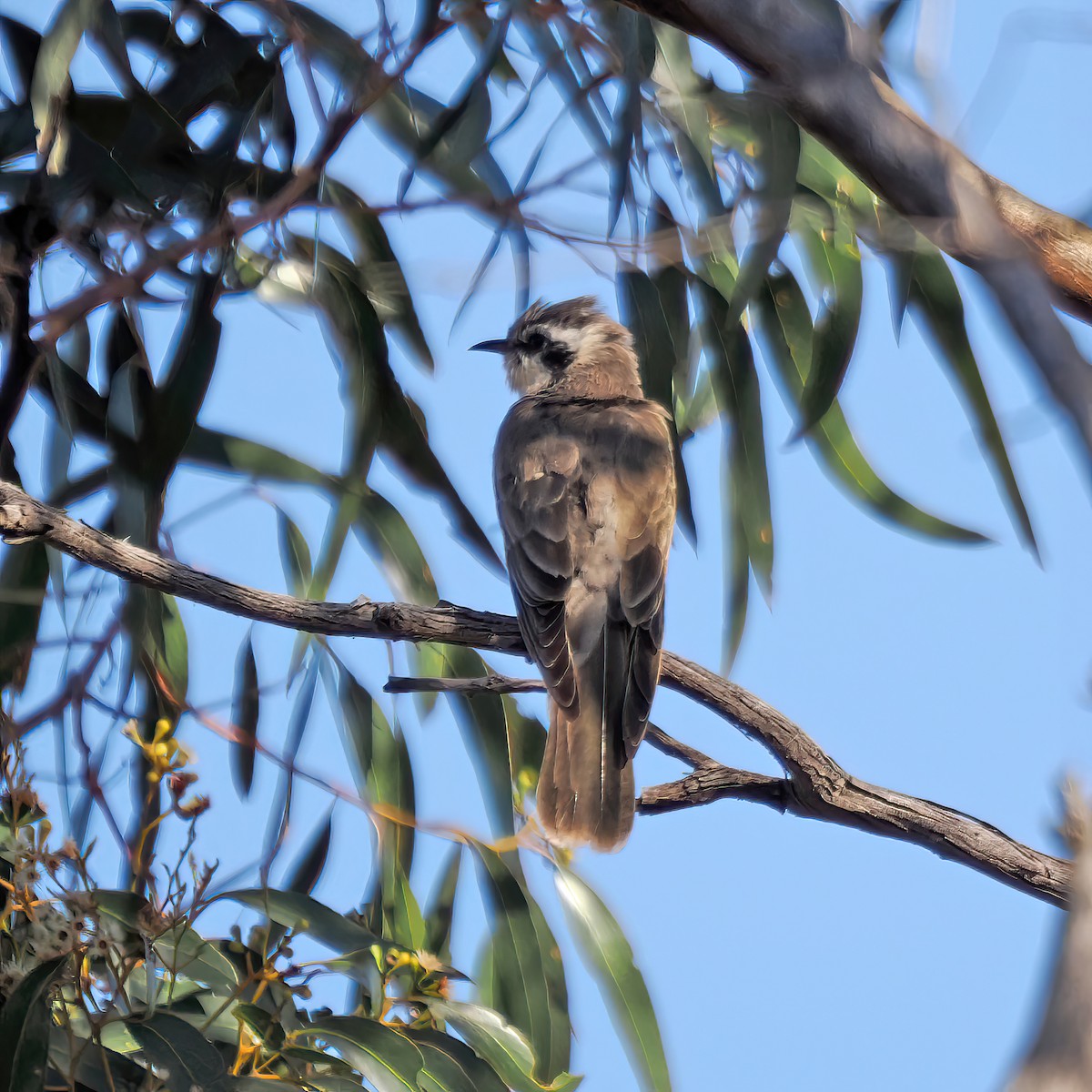 Black-eared Cuckoo - Keith Wilcox