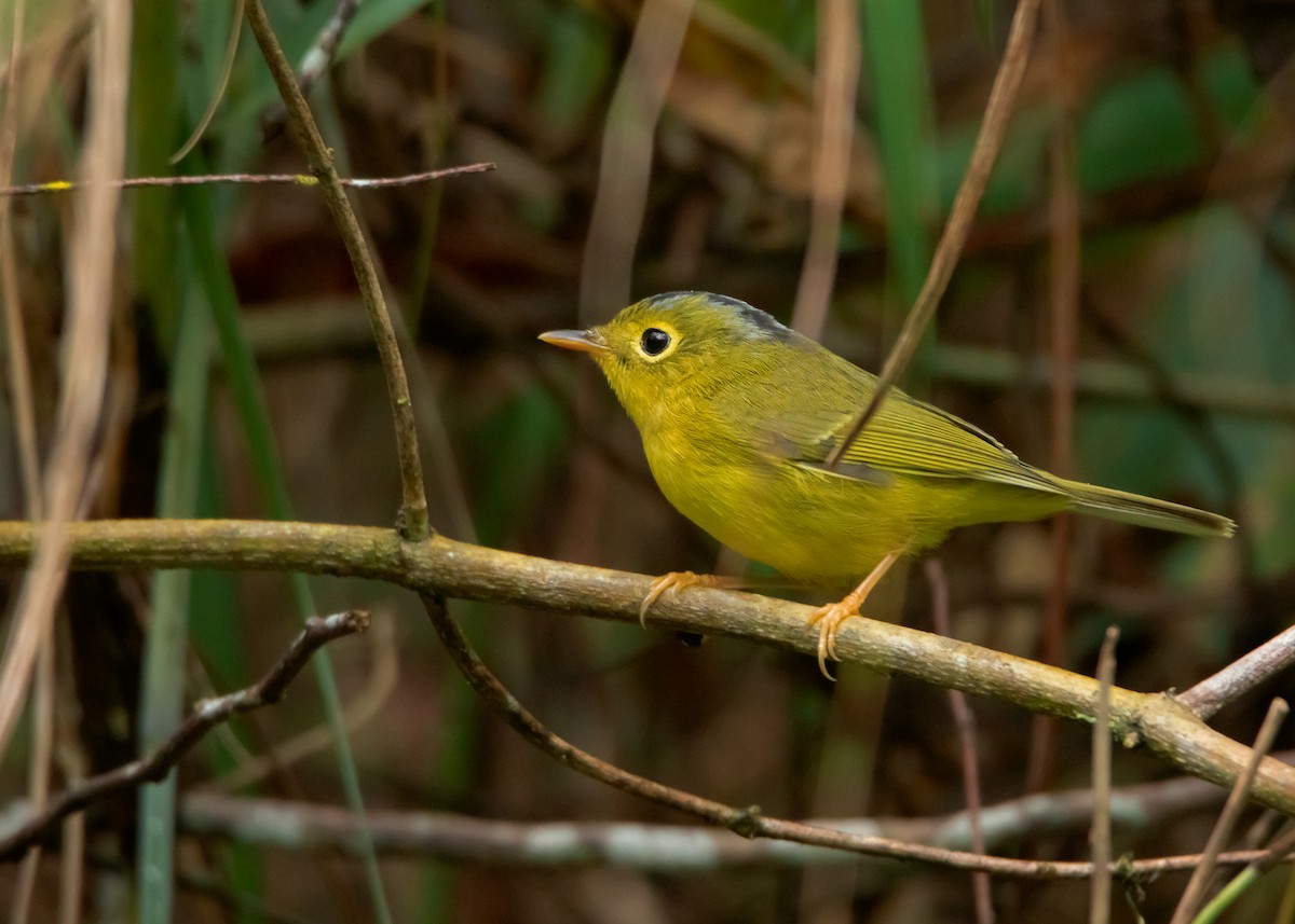 Bianchi's Warbler - Ayuwat Jearwattanakanok