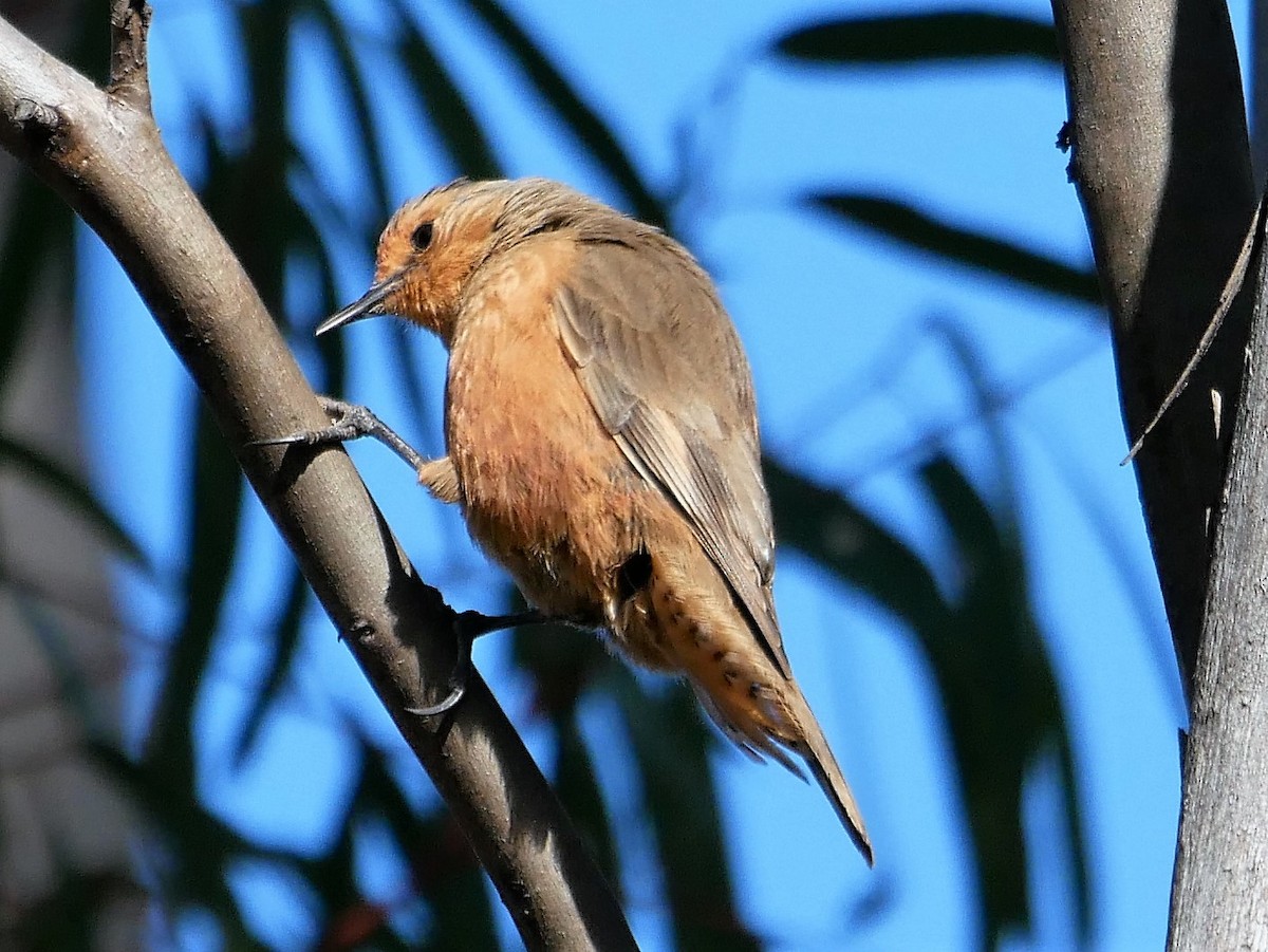 Rufous Treecreeper - Shelley Altman