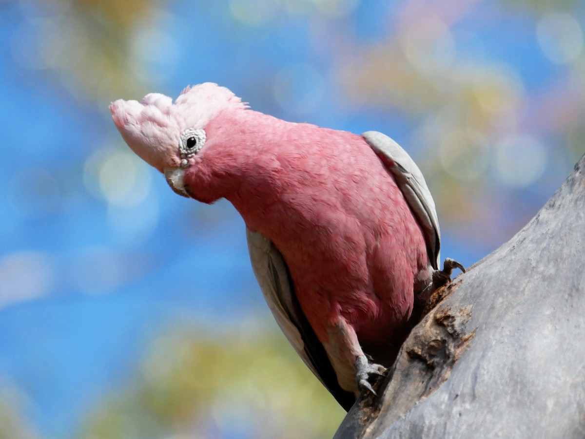 Galah - ML488591011