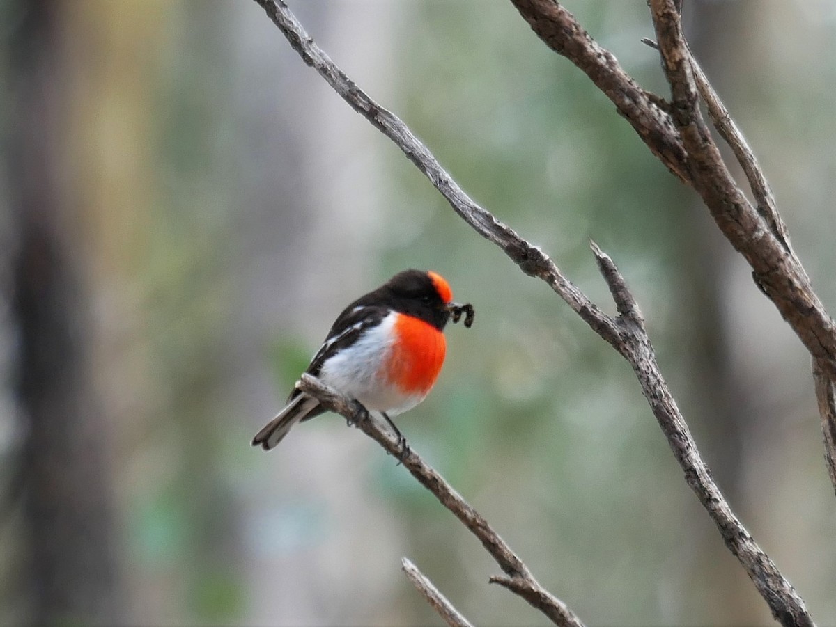 Red-capped Robin - ML488591261