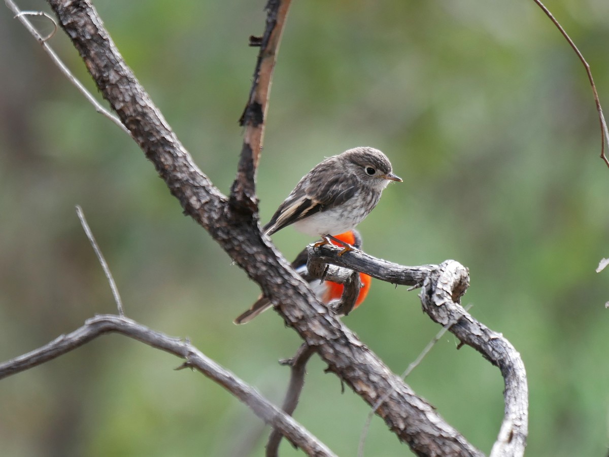 Red-capped Robin - ML488591341