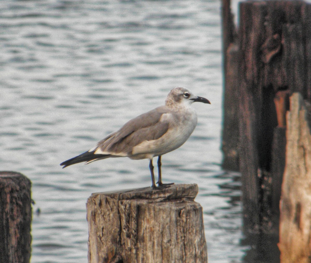 Gaviota Guanaguanare - ML488591381