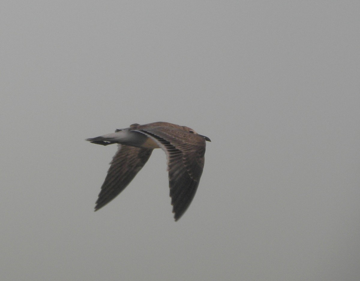 Gaviota Guanaguanare - ML488591421