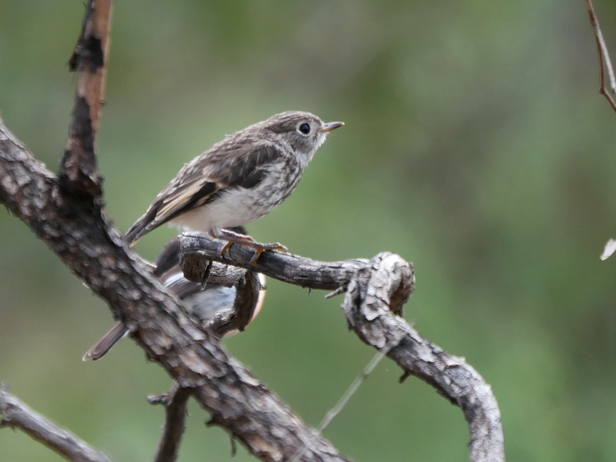 Red-capped Robin - ML488591471