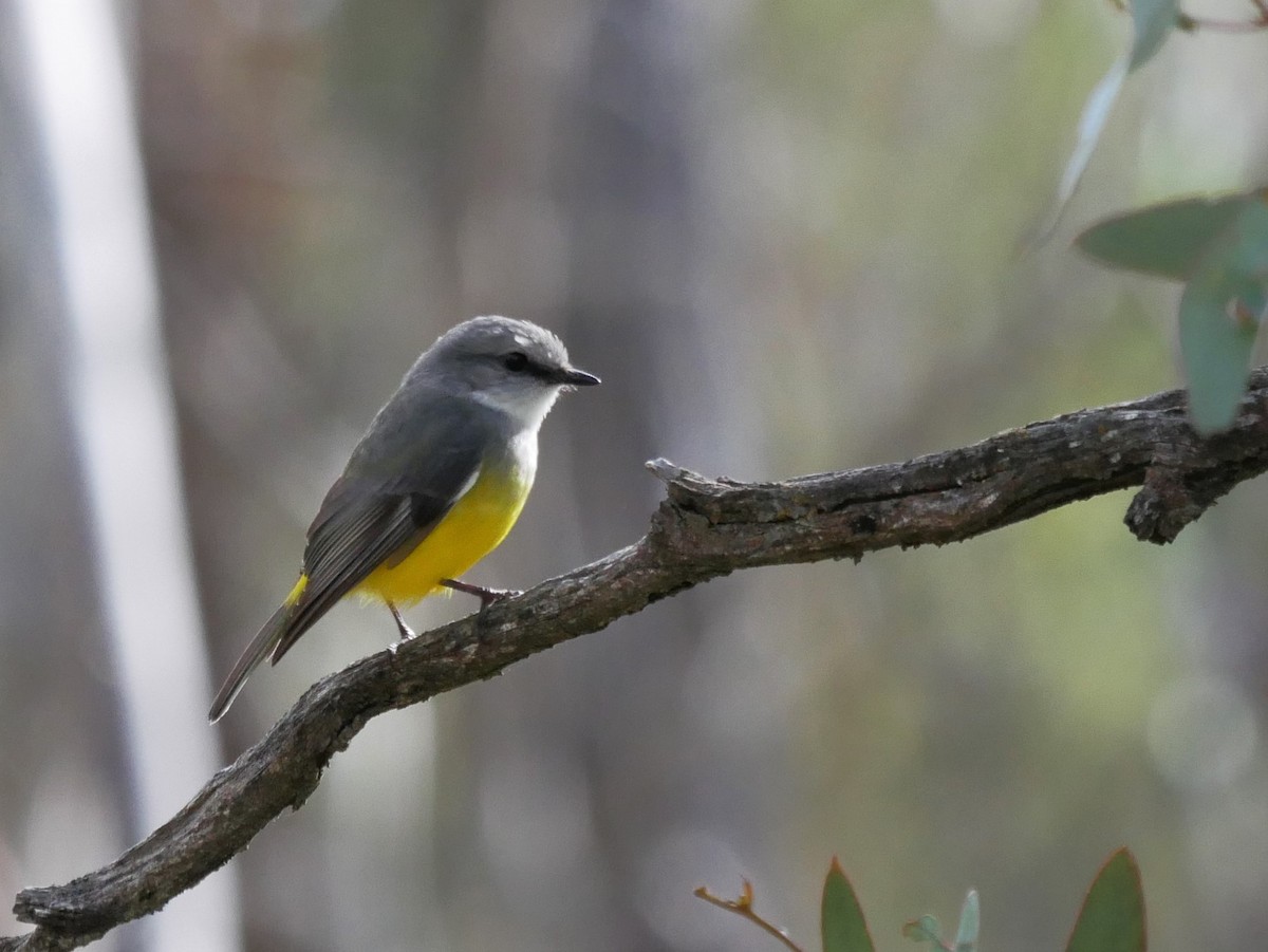 Western Yellow Robin - Shelley Altman