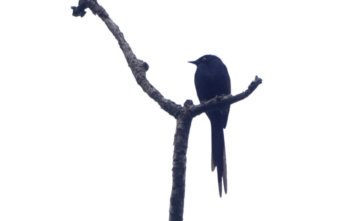 Narrow-tailed Starling - Peter Blancher