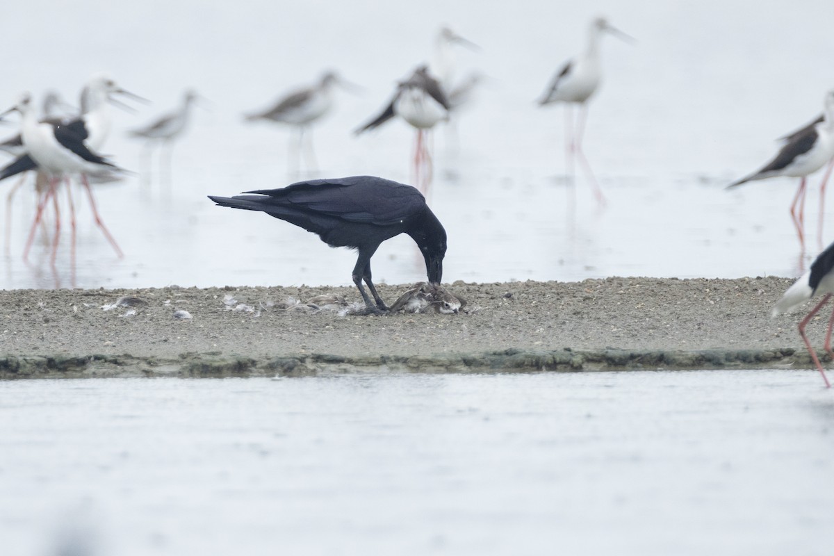 Large-billed Crow - Jan-Peter  Kelder