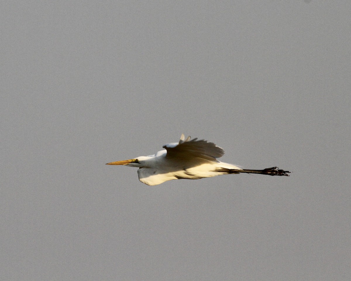 Great Egret - ML488593801