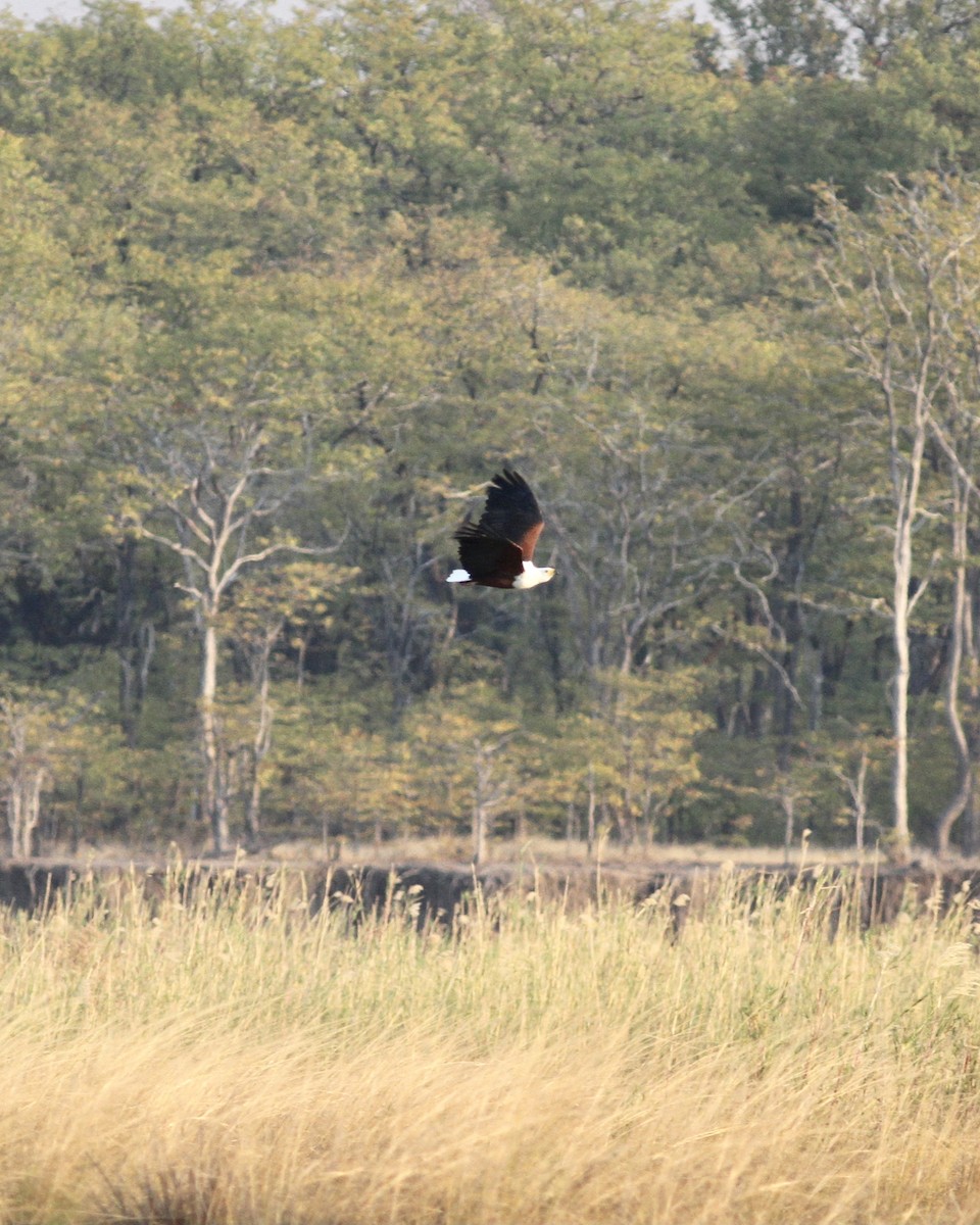 African Fish-Eagle - ML488593841