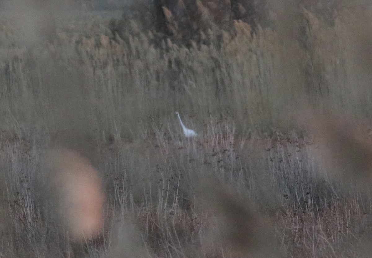 Great Egret - ML48859421