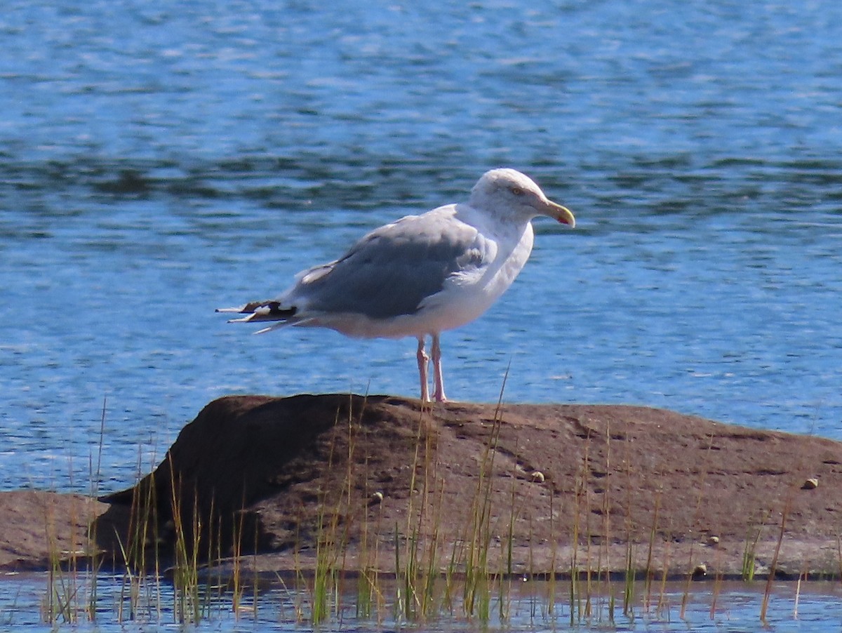 Herring Gull - Barbara Mansell