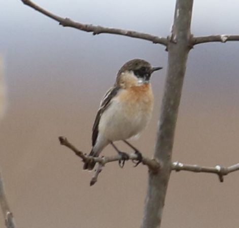 Siberian Stonechat - ML488595061