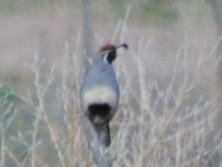 Gambel's Quail - ML48859561