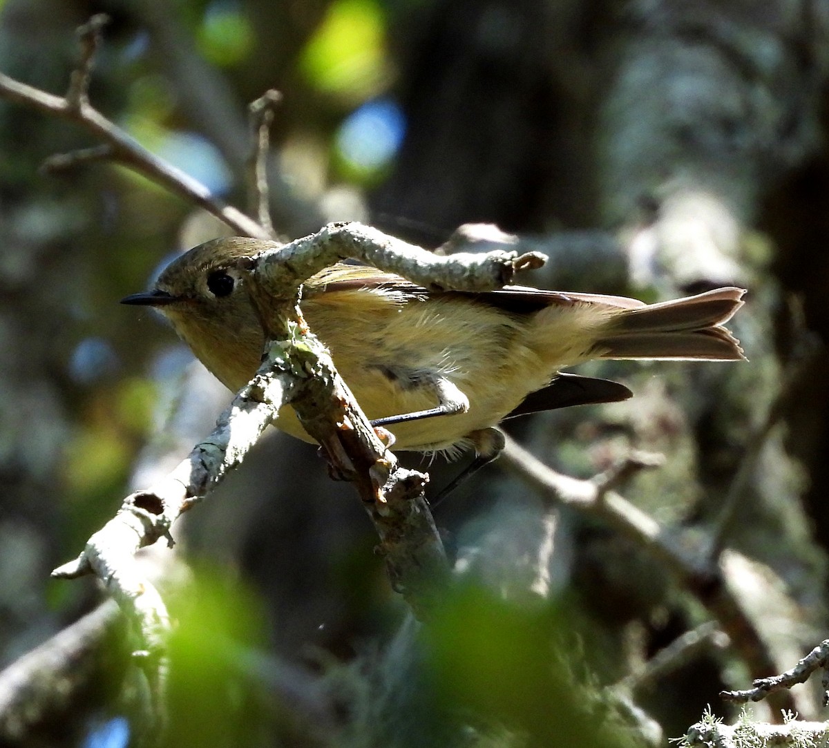 Ruby-crowned Kinglet - ML488595691