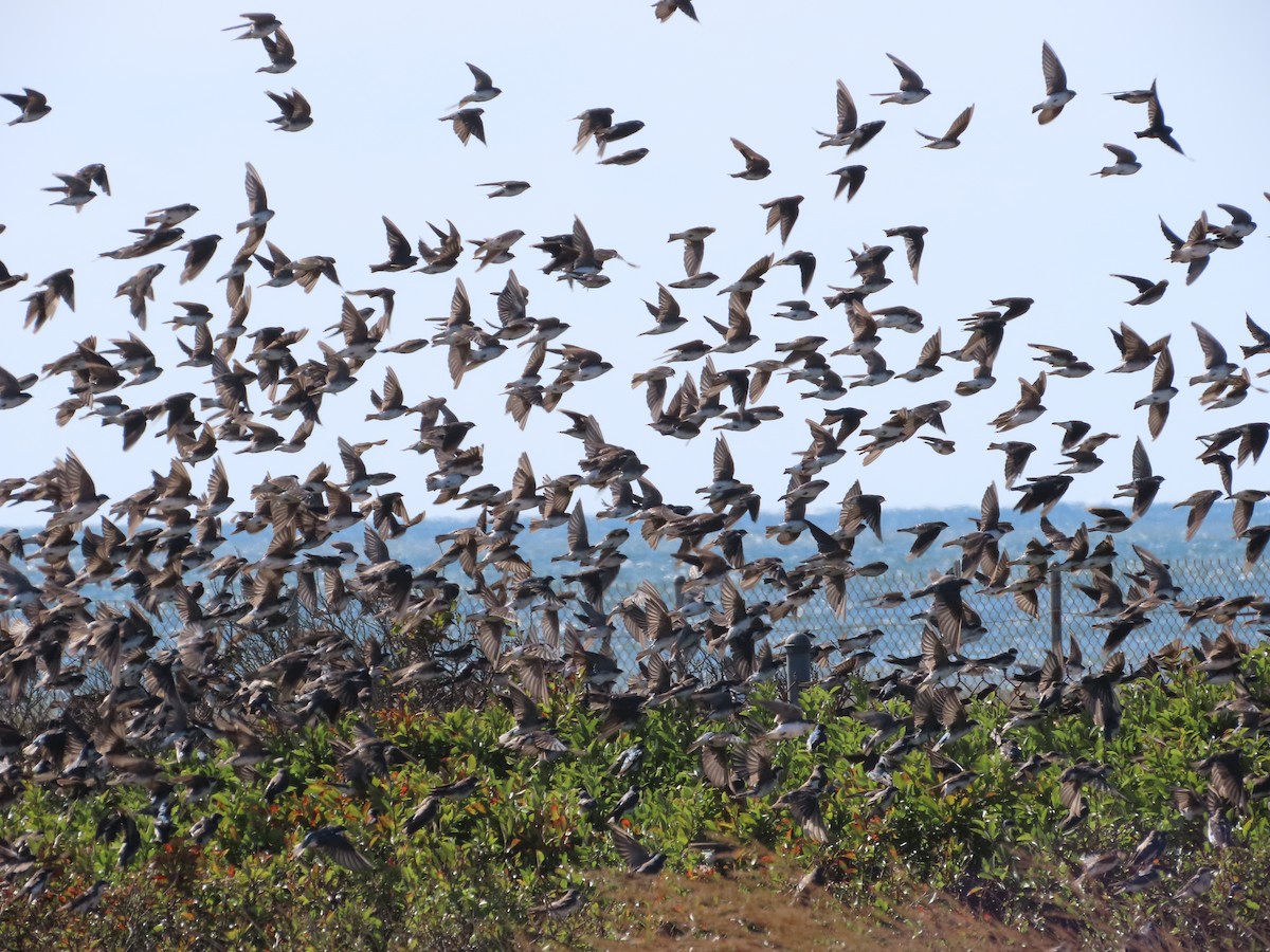 Tree Swallow - ML488595961