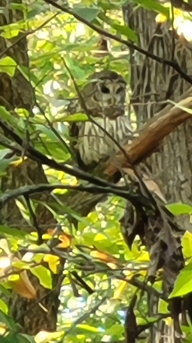 Barred Owl - ML488596141