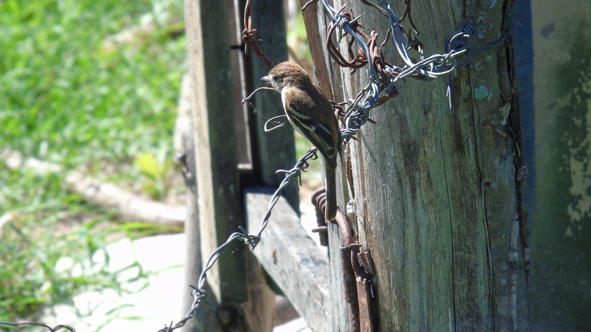 Bran-colored Flycatcher - WILLIAM MACIEL