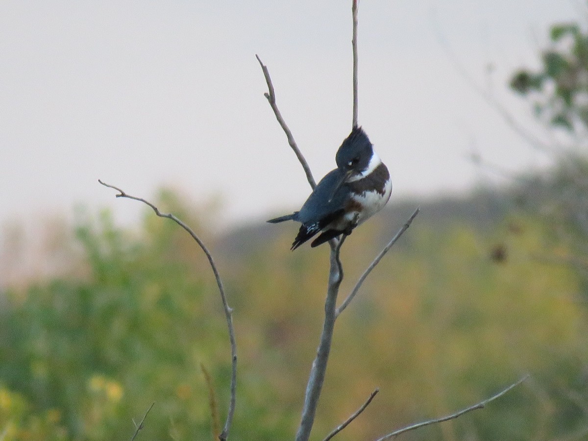 Belted Kingfisher - Joe Hoelscher