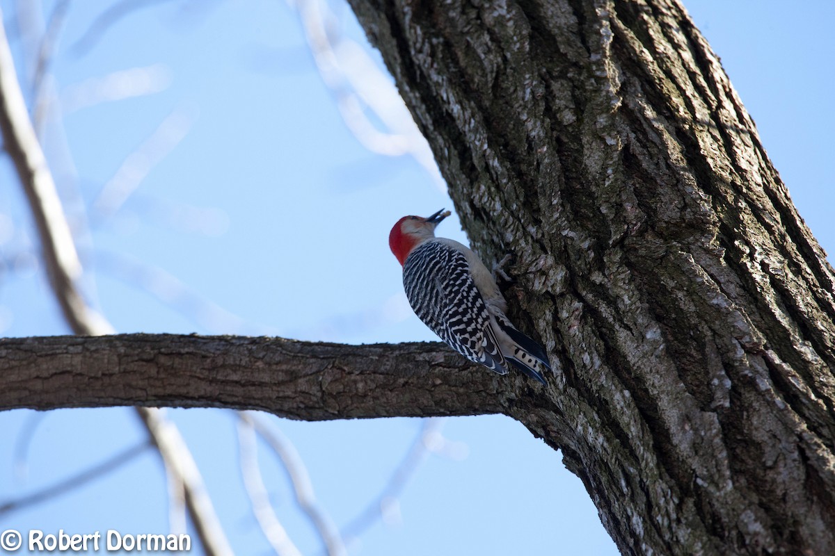 Red-bellied Woodpecker - ML48860021