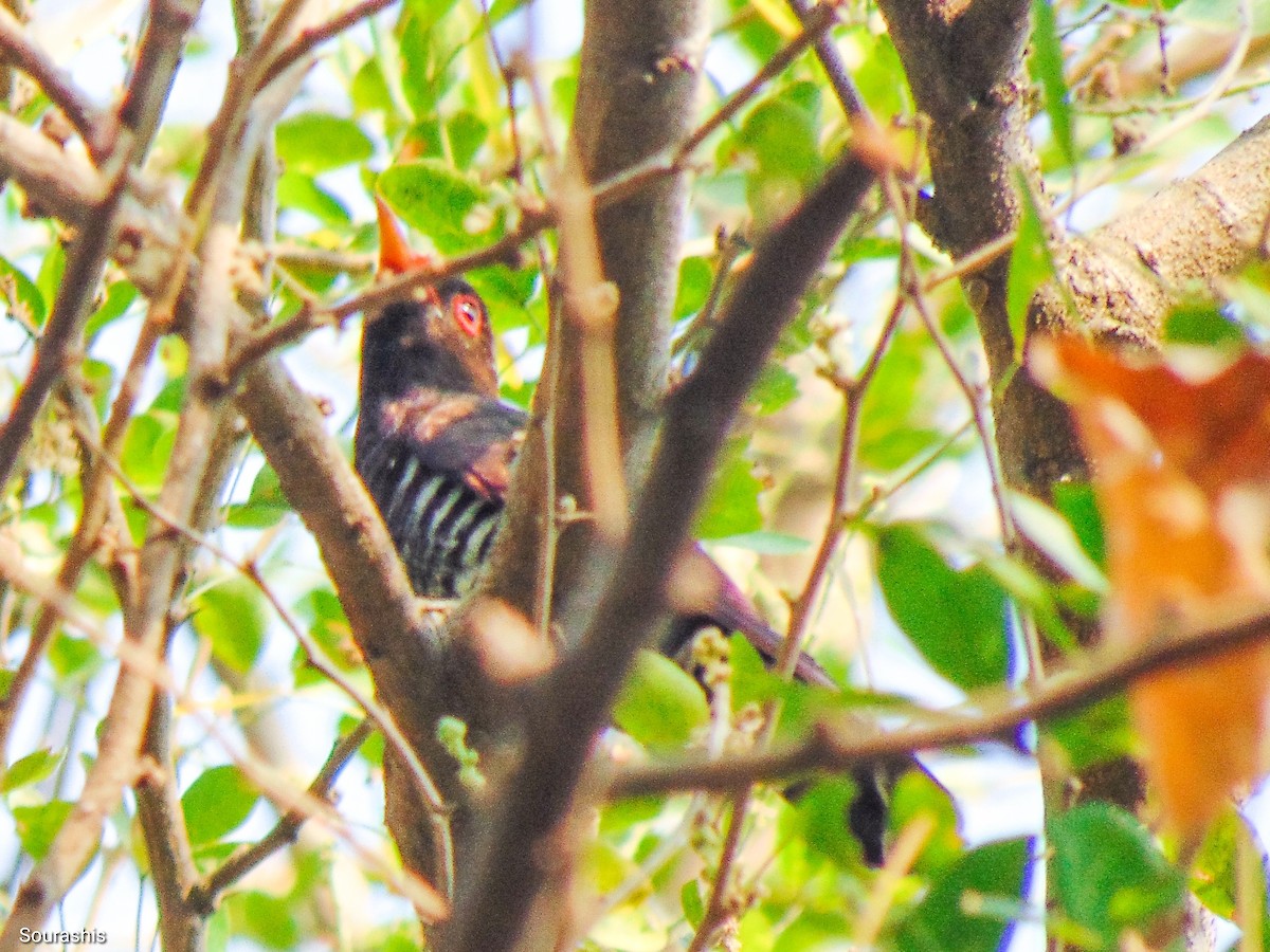 Violet Cuckoo - ML488602461