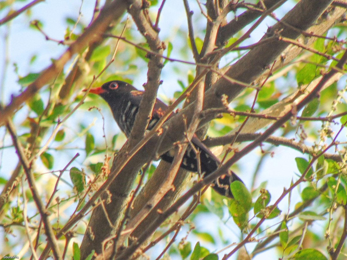 Violet Cuckoo - ML488602471
