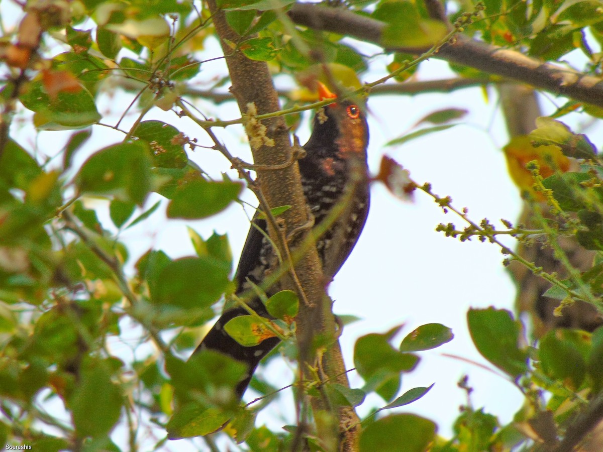 Violet Cuckoo - ML488602481