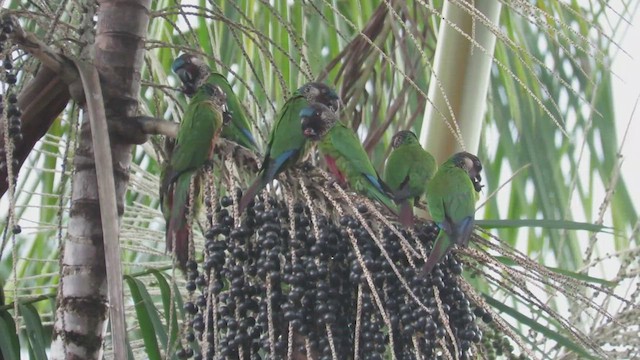 Conure versicolore (picta) - ML488602751