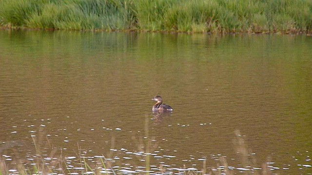 Pied-billed Grebe - ML488603551